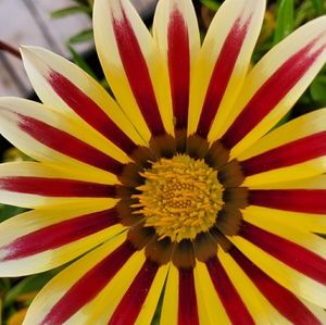 Meet your Posher, Jolene